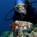 cuttlefish_reef_is_kb_h_0147_png0961.jpg